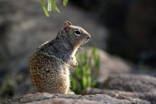 Rock gopher, (Otospermophilus variegatus), adult, on rocks, vigilant, Sonoran Desert, Arizona, North America, USA