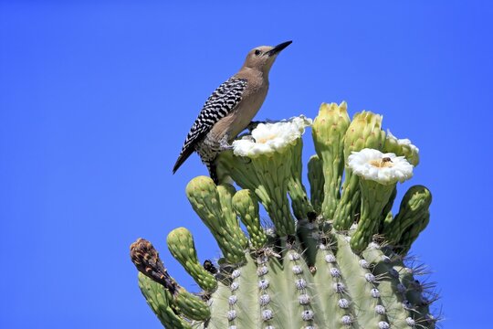 Gila woodpecker (Melanerpes uropygialis), adult, male, on Saguaro cactus flower, foraging, Sonoran Desert, Arizona, North America, USA