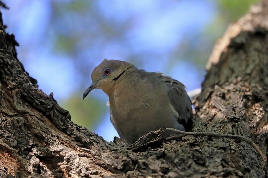 White-winged dove (Zenaida asiatica), adult, sitting on tree, Sonoran Desert, Arizona, North America, USA