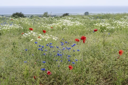 Poppy flower (Papaver Rhoeas), cornflower (Centaurea cyanea) and Scentless mayweed (Tripleurospermum inodorum), Mecklenburg-Vorpommern, Germany
