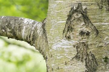 Close-up of a tree trunk, birch (Betula), with a bark structure that looks like a mushroom, green, blurred background conveys a sense of nature, Hesse, Germany