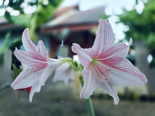 A vibrant Amaryllis Belladonna blooming in a sunlit garden, its pink petals glowing under warm natural light, creating a serene botanical scene ideal for nature, gardening, and floral design uses.