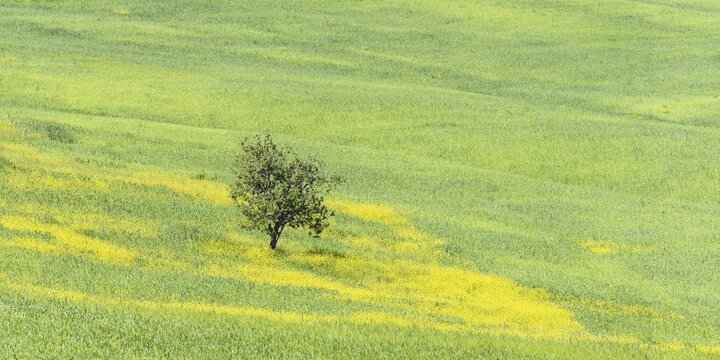Mulberry tree (Morus) in a field with flowering yellow broom (Genista tinctoria), Tuscany, Italy