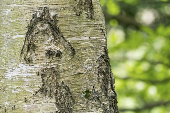 Close-up of a tree trunk, birch (Betula) with a striking bark structure reminiscent of a mushroom, natural green background emphasises the natural backdrop. Hesse, Germany