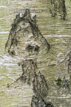 Close-up of the bark of a birch (Betula) with natural patterns and textures in green and brown tones, mushroom-like structure, Hesse, Germany
