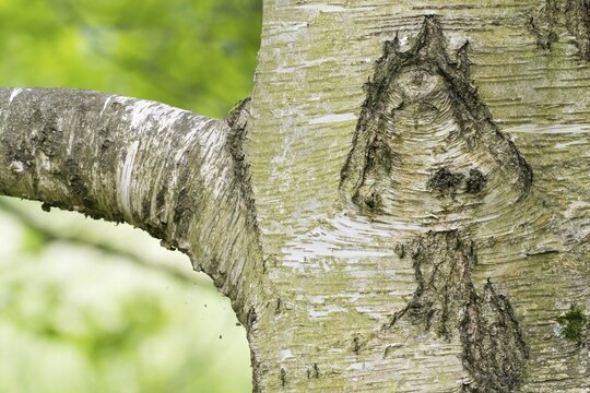 Close-up of a tree trunk, birch (Betula), with a bark structure that looks like a mushroom, green, blurred background conveys a sense of nature, Hesse, Germany