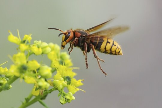 Close-up of a european hornet (Vespa crabro) next to a yellow flower, common rue (Ruta graveolens), Hesse, Germany