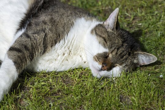 Snoozing and contented domestic cat (Felis catus), Blaustein, Baden-W&uuml;rttemberg, Germany