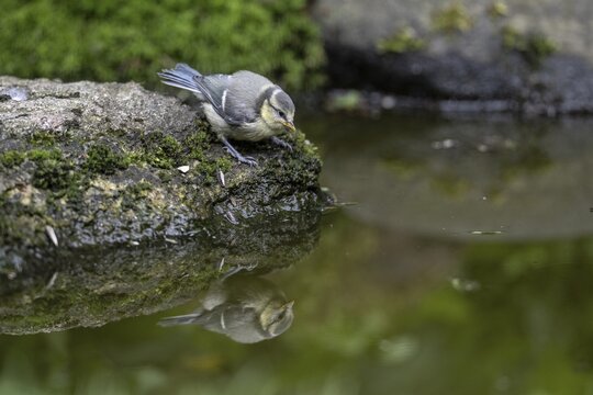 Blue tit (Parus caerulea) at the drinking trough, Emsland, Lower Saxony, Germany
