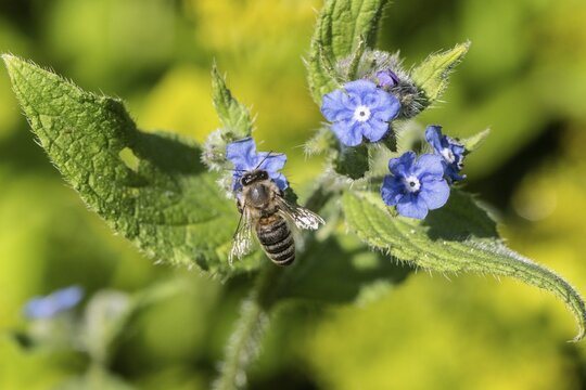 Honey bee (Apis mellifera) on Spanish ox tongue (Pentaglottis sempervirens), Emsland, Lower Saxony, Germany