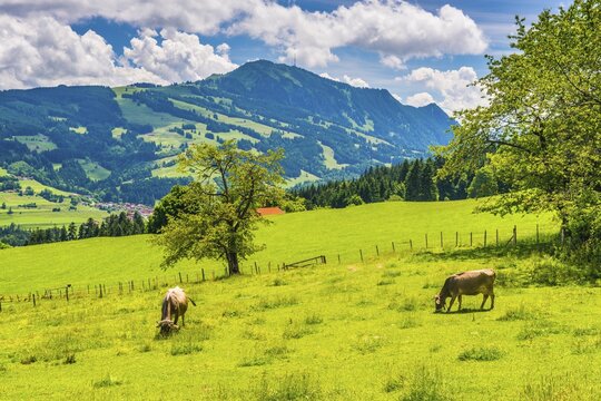 Allg&auml;u Brown Swiss cattle, (Bos primigenius taurus), behind them the Gr&uuml;nten, 1783m, Oberallg&auml;u, Bavaria, Germany