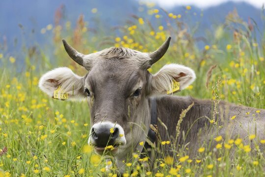 Allg&auml;u Brown Swiss, (Bos primigenius taurus), Allg&auml;u, Bavaria, Germany