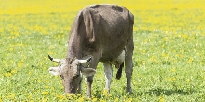 Allg&auml;u Brown Swiss cattle (Bos primigenius taurus), Allg&auml;u, Bavaria, Germany