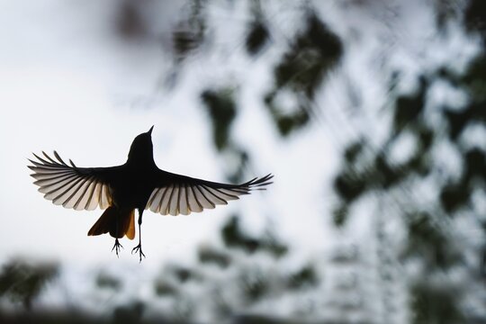 Silhouette of a flying black redstart (Phoenicurus ochruros) with outstretched wings against the sky at dusk, Hesse, Germany
