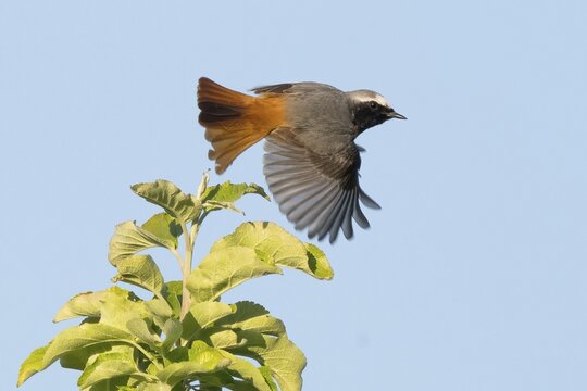 A redstart (Phoenicurus phoenicurus), male, with outspread wings flying over the top of a green tree against a clear blue sky, Hesse, Germany