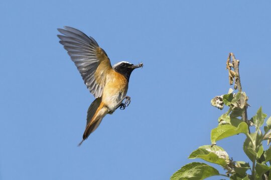 A common redstart (Phoenicurus phoenicurus), male, in flight, holding an insect in its beak, wings spread wide against the blue sky, Hesse, Germany