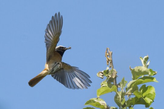 A redstart (Phoenicurus phoenicurus), male, with an insect in its beak, flying skilfully against a bright blue background, Hesse, Germany
