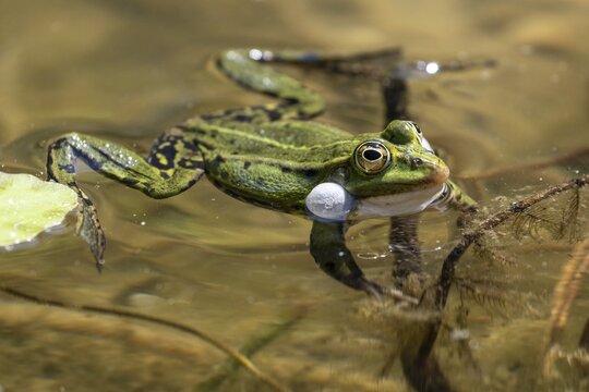 Green frog (Rana esculenta) with acoustic bladder, Emsland, Lower Saxony, Germany