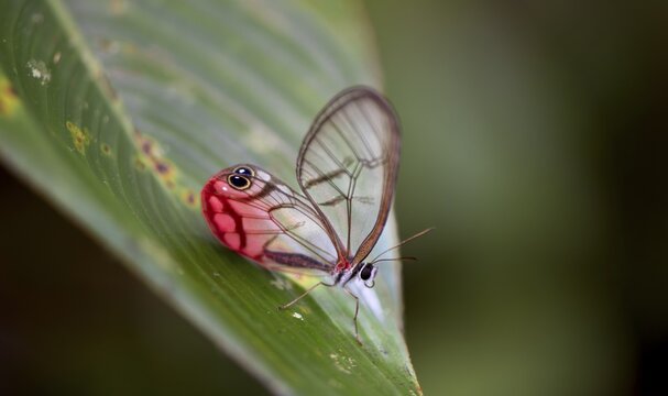 Rusted Clearwing-Satyr or blushing phantom (Cithaerias pireta), sitting on a green leave, Tortuguero National Park, Costa Rica
