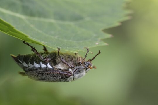 Cockchafer (Melolontha), Emsland, Lower Saxony, Germany