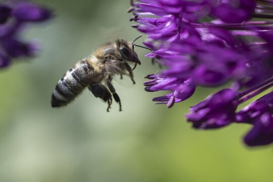 Honey bee (Apis mellifera) on ornamental leek (Allium aflatuense), Emsland, Lower Saxony, Germany