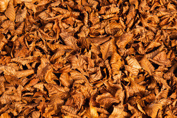 Close-up background of brown autumn leaves covering the ground. Warm seasonal texture with strong fall atmosphere. 