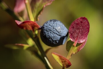 European blueberry (Vaccinium myrtillus) shrivelled by drought, blueberry, Finland