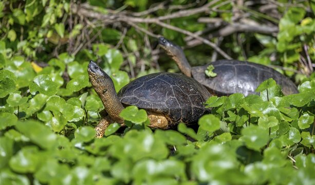 Two American tortoises (Rhinoclemmys funerea) among aquatic plants, Tortuguero National Park, Costa Rica