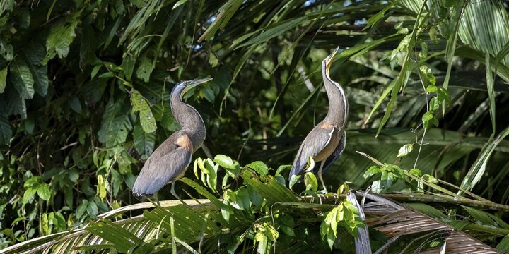 Two naked-throated herons (Tigrisoma mexicanum) sitting on a branch, making a long neck, behaviour, Tortuguero National Park, Costa Rica