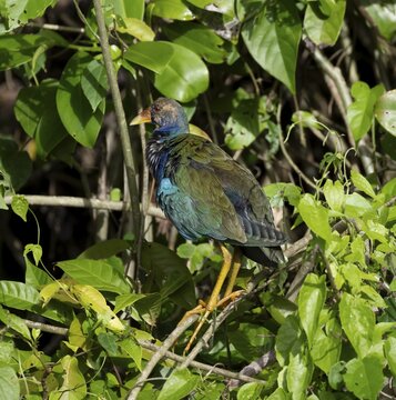 Purple Gallinule or american purple gallinule (Porphyrio martinicus) juvenile, sitting on a branch, Tortuguero National Park, Costa Rica