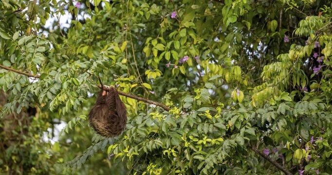 Linnaeus's two-toed sloth (Choloepus didactylus) hanging from a thin branch in a tree, Tortuguero Natinoal Park, Costa Rica