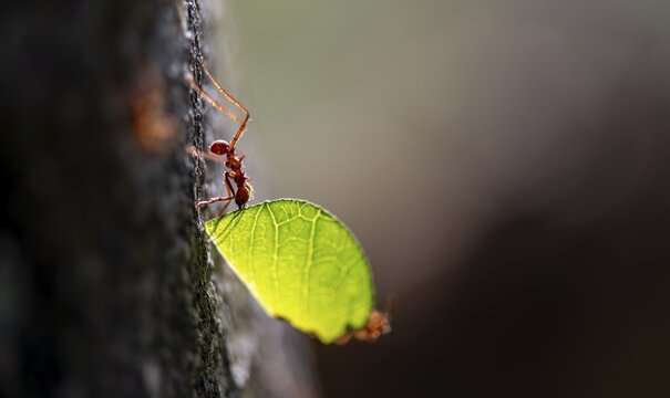 Leaf-cutter ant (Atta cephalotes) carrying a piece of leaf, rainforest, Tortuguero National Park, Costa Rica