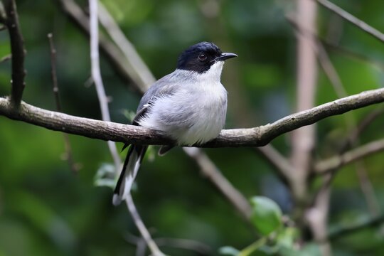 Black-headed Babbler, (Heterophasia desgodinsi), adult, on tree, vigilant, captive, Southeast Asia