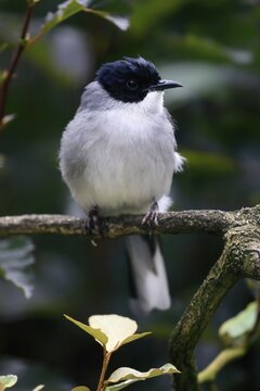 Black-headed Babbler, (Heterophasia desgodinsi), adult, on tree, vigilant, captive, Southeast Asia