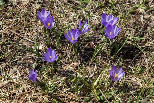 Spring Crocus (Crocus vernus), Dietersbachtal, near Oberstdorf, Allg&auml;u Alps, Oberallg&auml;u, Allg&auml;u, Bavaria, Germany