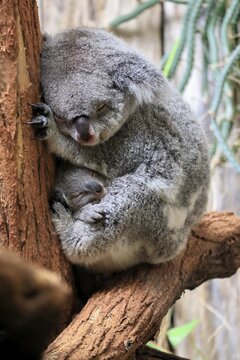 Koala (Phascolarctos cinereus), adult with young animal, sleeping, on tree, mother with young animal, guarding, captive, Australia
