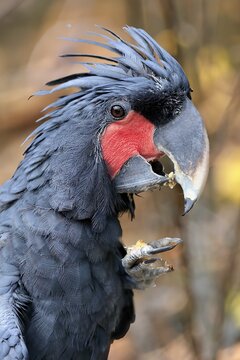 Palm cockatoo (Probosciger aterrimus), adult, portrait, feeding, feeding, captive, Australia