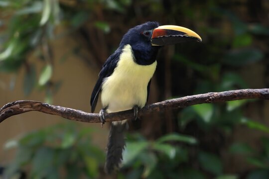 Green aracari (Pteroglossus viridis), adult, on tree, captive, South America