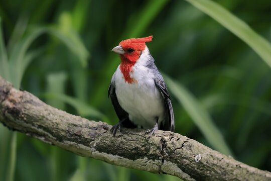 Red-crested cardinal (Paroaria coronata), adult, on tree, vigilant, captive, South America