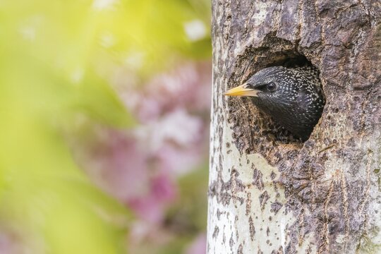 A common starling (Sturnus vulgaris) peers curiously out of its breeding den, Hesse, Germany