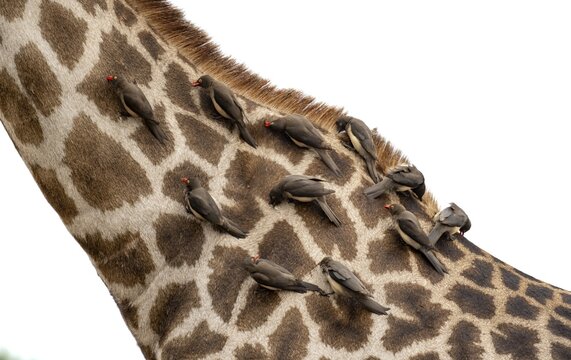 Southern giraffe (Giraffa giraffa giraffa) with a group of yellow-billed oxpecker (Buphagus africanus), detail, body with fur pattern, African savannah, Kruger National Park, South Africa