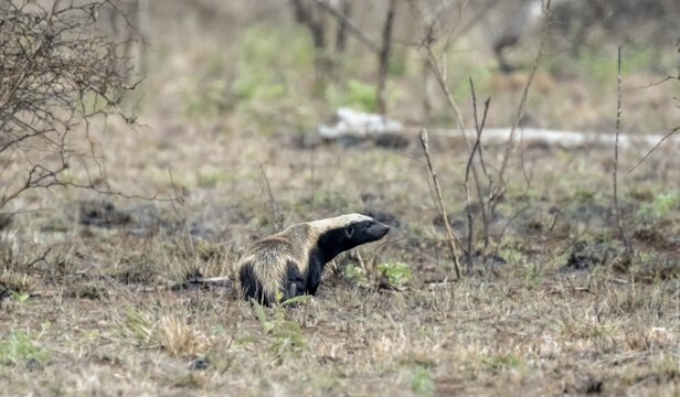 Honey badger (Mellivora capensis), Kruger National Park, South Africa