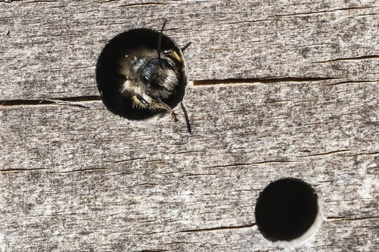 Rusty red mason bee (Osmia bicornis), Emsland, Lower Saxony, Germany