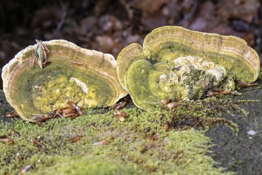 Hairy bracket (Trametes hirsuta), Emsland, Lower Saxony, Germany