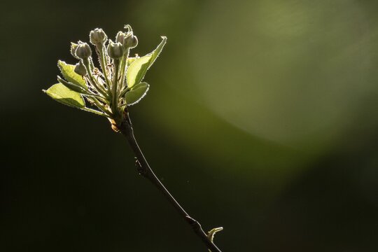 Buds of the Stuttgarter Gaishirtl or Geishirtle, pear (Pyrus communis), Stuttgart, Baden-W&uuml;rttemberg, Germany