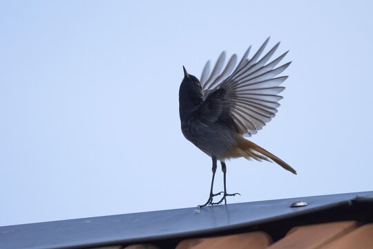 A redstart (Phoenicurus ochruros), male, taking off from the roof of a house, Hesse, Germany