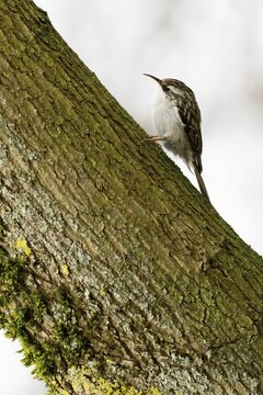 Eurasian treecreeper (Certhia familiaris) climbing up a moss-covered tree trunk, Hesse, Germany