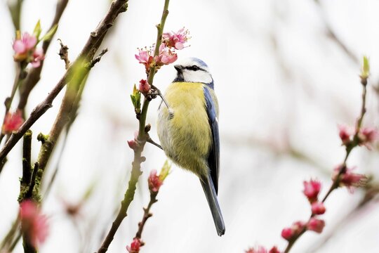 A blue tit (Parus caeruleus) sitting on a branch with pink flowers in front of a blurred background, Hesse, Germany