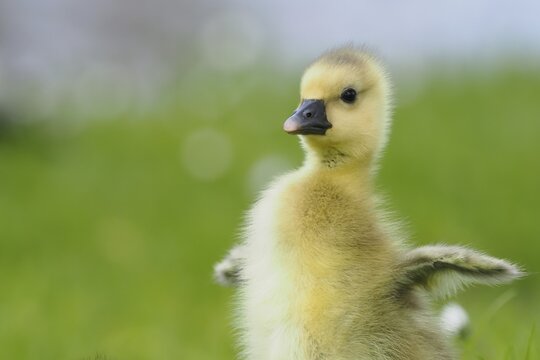 A grey goose chick (Anser anser) with soft plumage stands in the grass in front of a blurred green background, Hesse, Germany