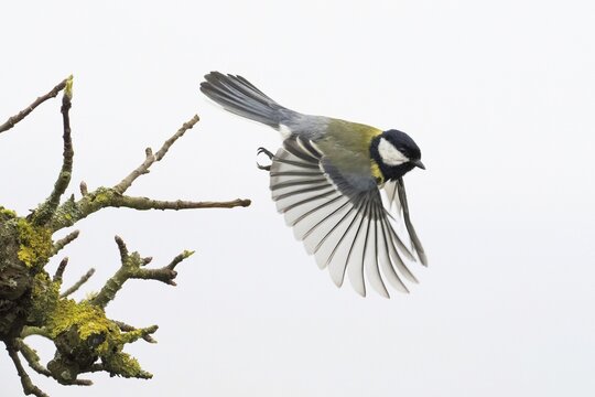 A great tit (Parus major) in flight with wings spread wide near a mossy branch, Hesse, Germany